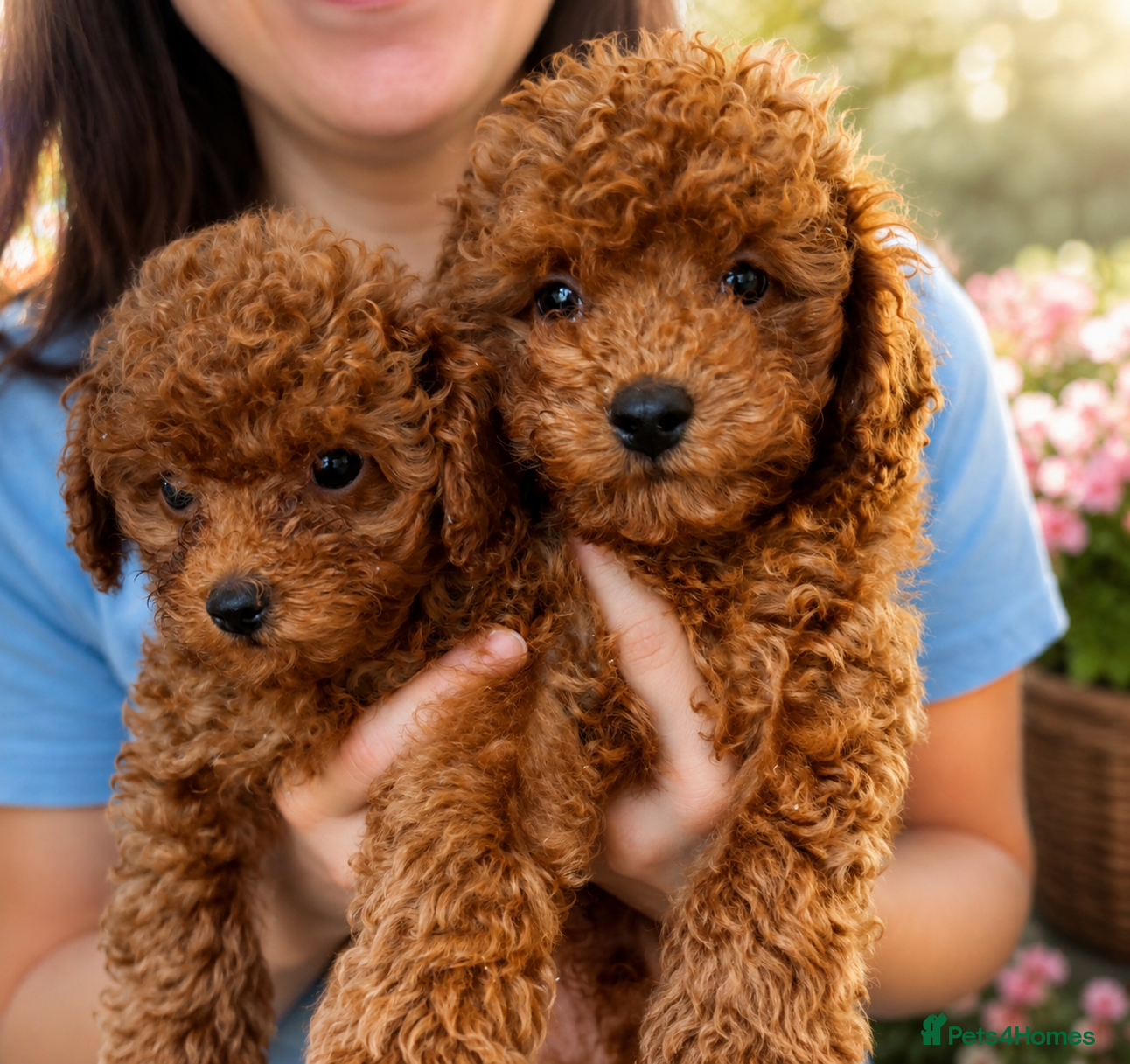Toy Poodle dogs (2 male left) Toy poodle red brown  - Advert 7