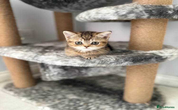 British Shorthair cats - Advert 3