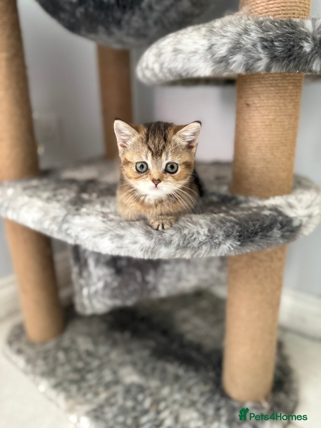 British Shorthair cats for sale: Beautiful GCCF kittens from champion lines  - Image 1