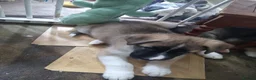 Mixed Breed dogs for sale: Huskita (husky X Japanese akita) puppies  in Bedford - Advert 4