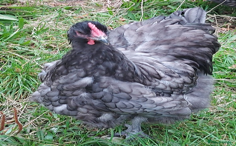 Chickens poultry - Advert 5
