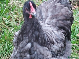 Chickens poultry - Advert 33