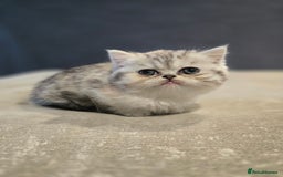British Shorthair cats for sale: Kittens - Image 3