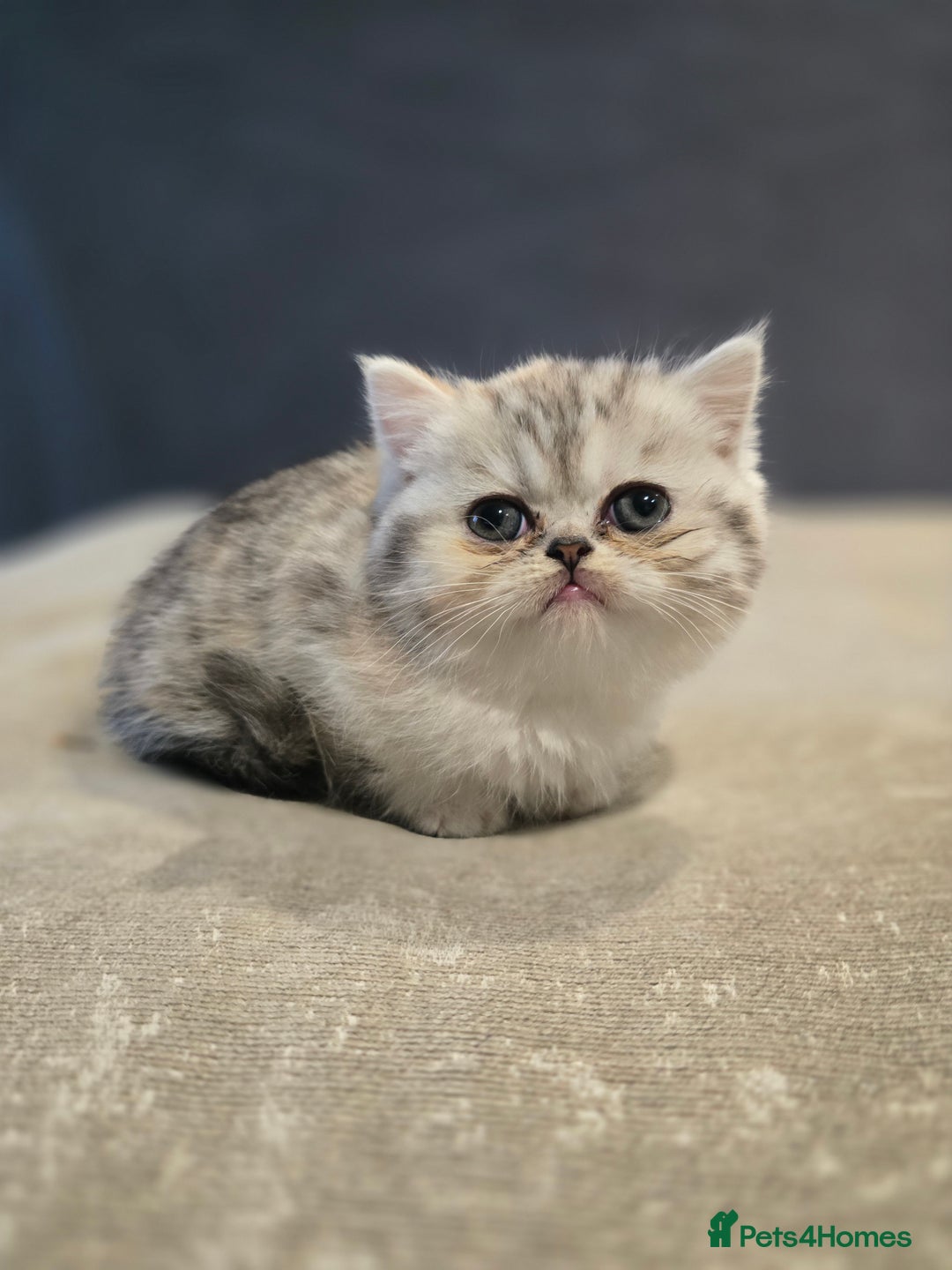 British Shorthair cats for sale: Kittens - Image 3