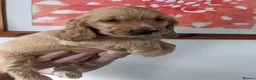 Cocker Spaniel dogs for sale: Beautiful Sable Show Cocker Spaniels - Advert 7