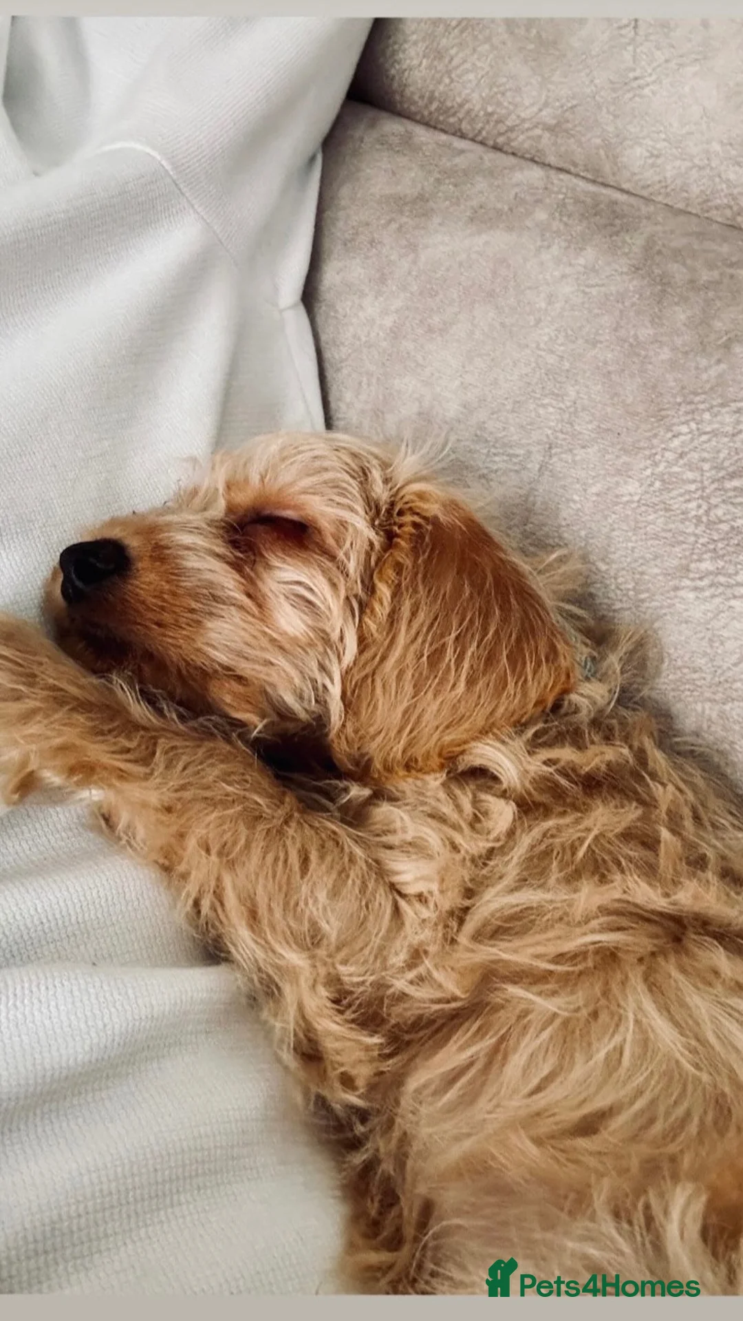 Mixed Breed dogs for sale: Poochon (X) - Advert 1