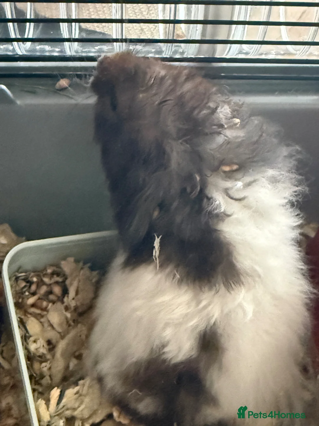 Hamster rodents for sale: Hamster  - Advert 2