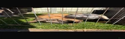 Mini Lop rabbits for sale: Mini lop eared female rabbits  in Alfreton - Advert 4