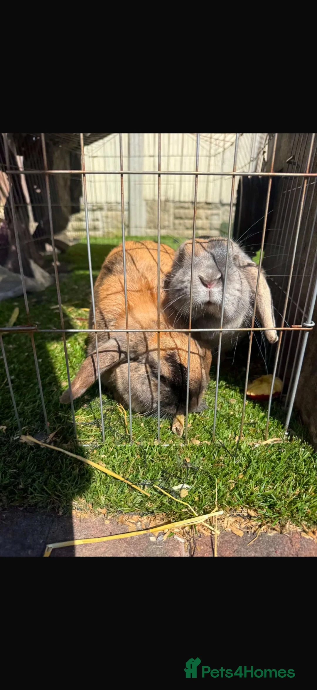 Mini Lop rabbits for sale: Mini lop eared female rabbits  in Alfreton - Advert 4