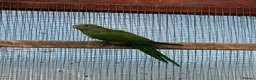 Parrots birds for sale: Barraband parrot  in Canterbury - Advert 3