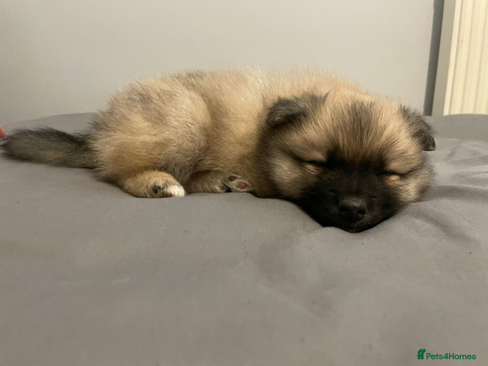 Pomeranian dogs Pomeranian puppies for sale - Advert 2