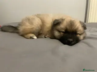 Pomeranian dogs Pomeranian puppies for sale - Advert 7