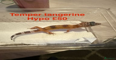 Leopard Gecko reptiles - Advert 9