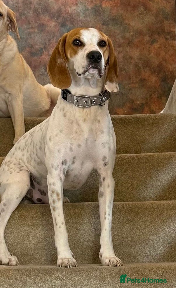 Mixed Breed dogs Lucky loving active fun 1 yr old Pointer - Advert 4