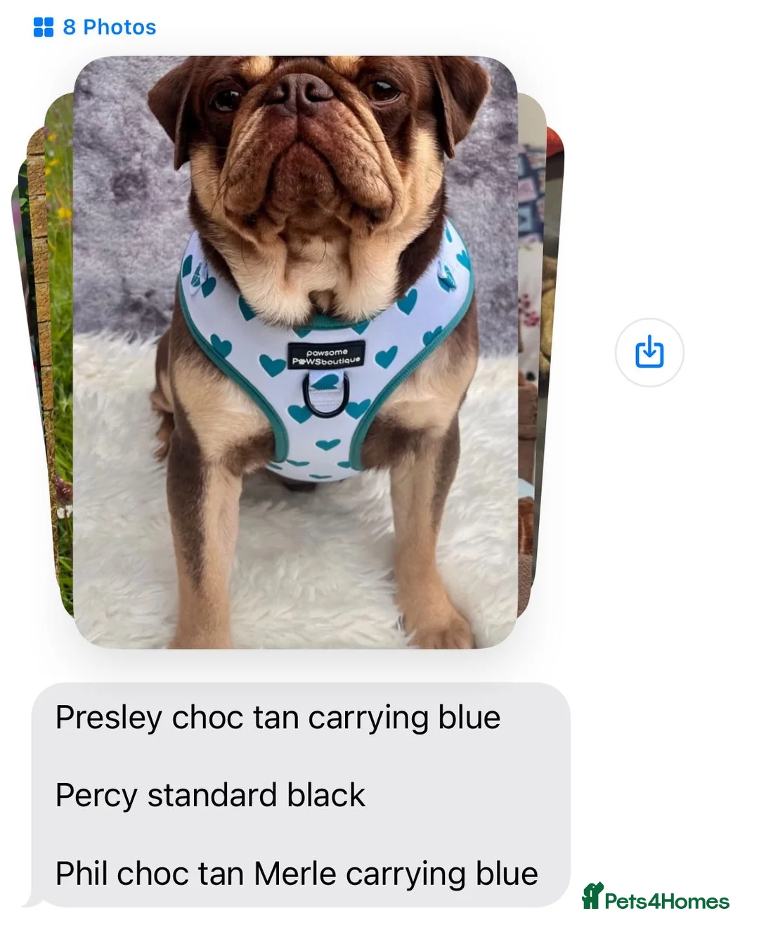 Pug dogs for sale: Top quality Pedigree pugs kc registered leeds - Advert 4