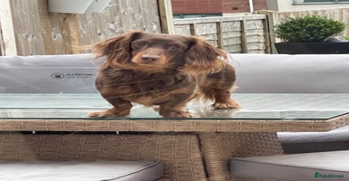 Miniature Dachshund dogs in Kidderminster - Advert 6