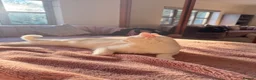 Ragdoll cats for sale: ragdoll boy kitten  in Purley - Advert 6