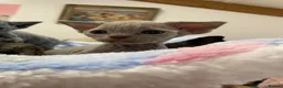 Devon Rex cats for sale: beautiful Devon Rex kittens  - Advert 7