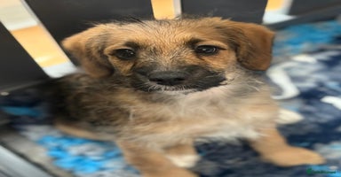 Mixed Breed dogs - Advert 11