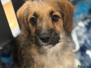 Mixed Breed dogs - Advert 2