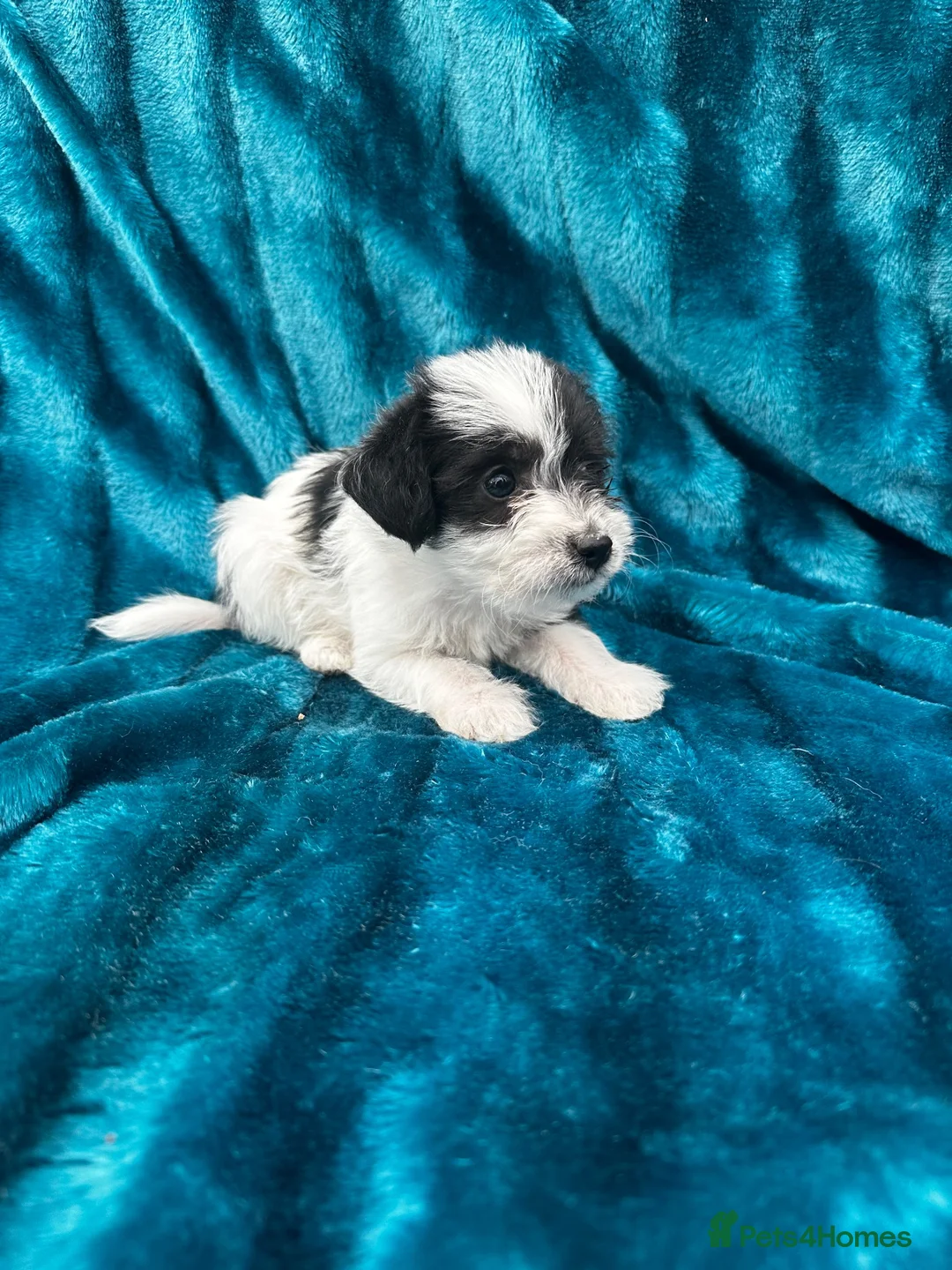 Jackapoo dogs for sale: Jackpoo puppies  - Advert 1