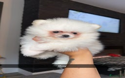 Pomeranian dogs for sale: Beautiful thick coat poms READY to leave next week - Image 11