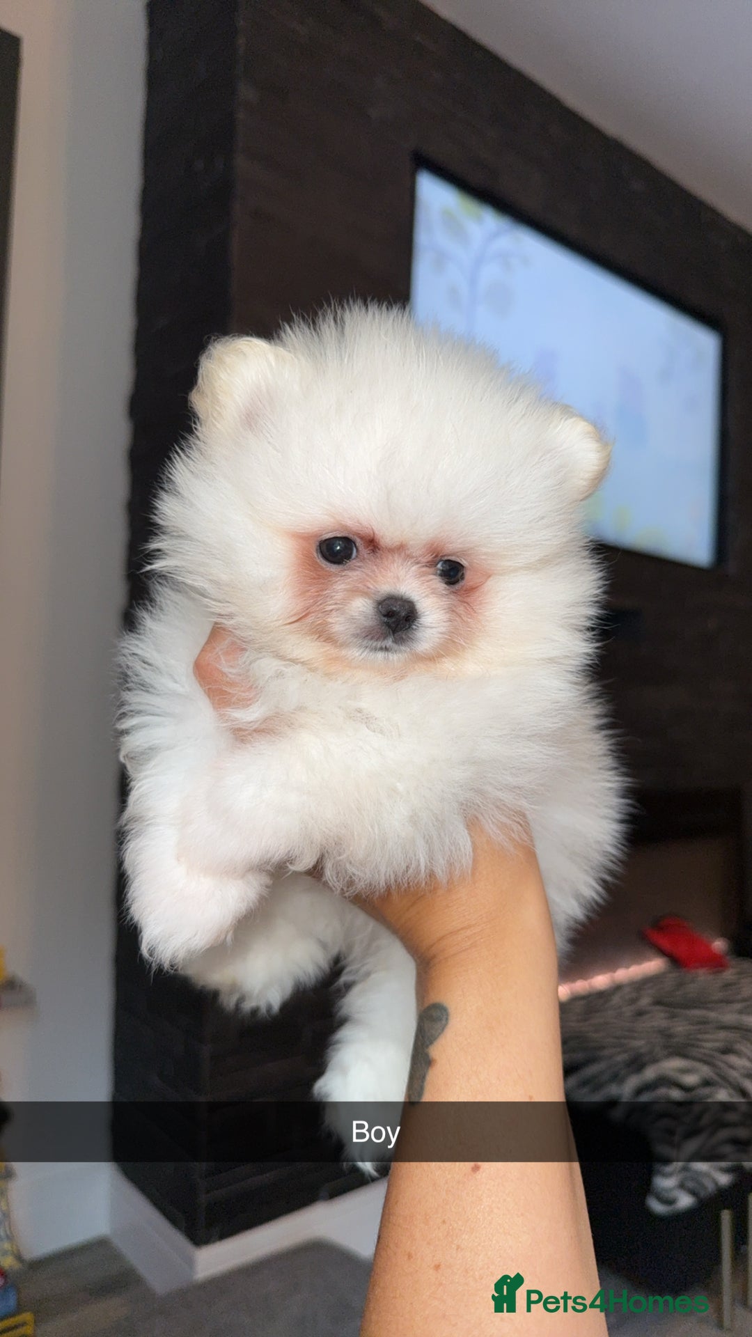 Pomeranian dogs for sale: Beautiful thick coat poms READY to leave next week - Image 11