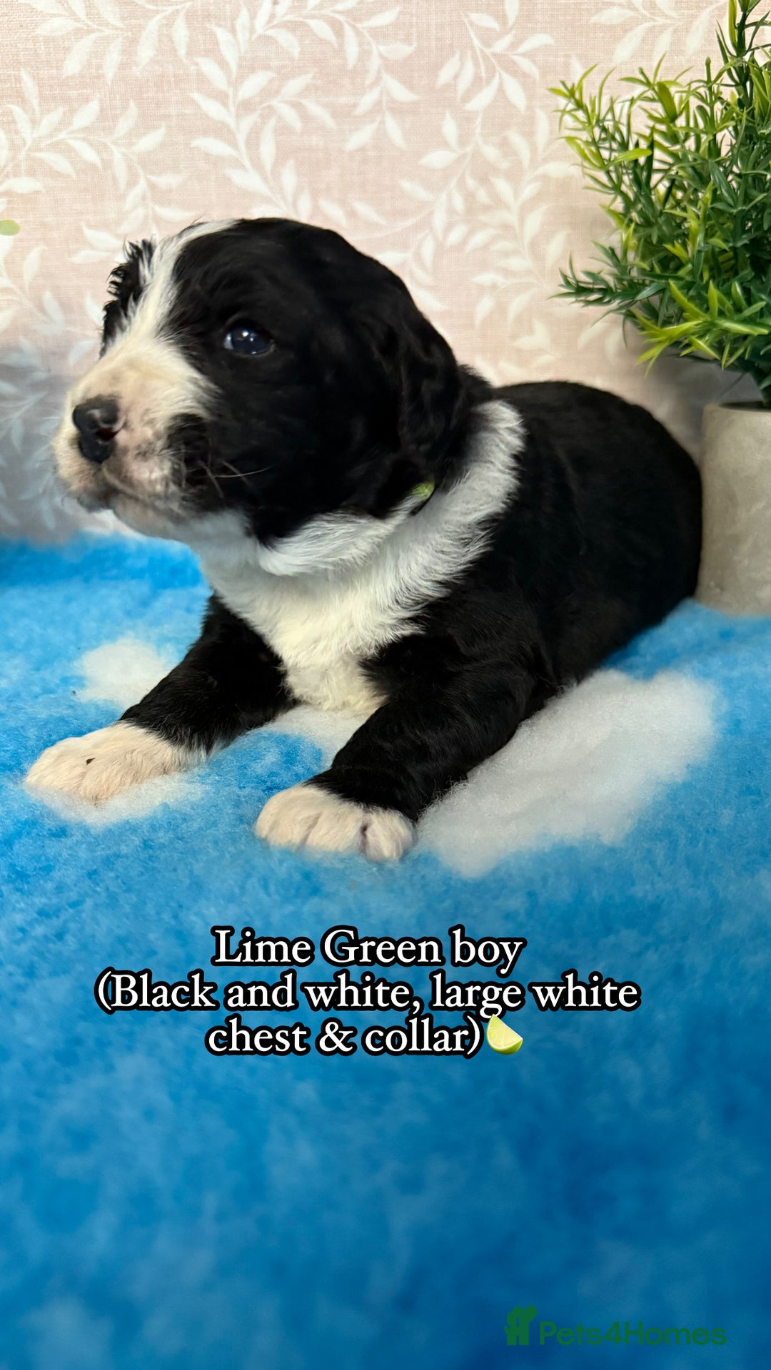 Bernedoodle dogs for sale: 💙Medium Sized Chunky Bernedoodles🩷 - Advert 8