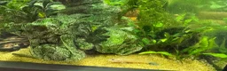 Other/Mixed Breed fish for sale: Fluval168L Aquarium+Cabinet+Fluval 407 Filter - Advert 8