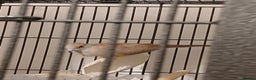 Mixed Breed birds for sale: Zebra finches and diamond doves with cage  - Advert 5