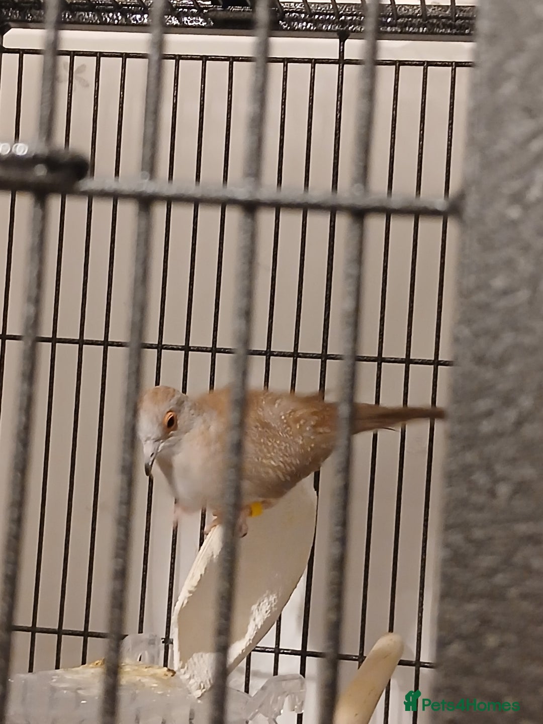 Mixed Breed birds for sale: Zebra finches and diamond doves with cage  - Advert 5
