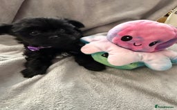 Yorkshire Terrier dogs for sale:  2 left Yorkshire terrier Black Biewer Ready To go - Image 3