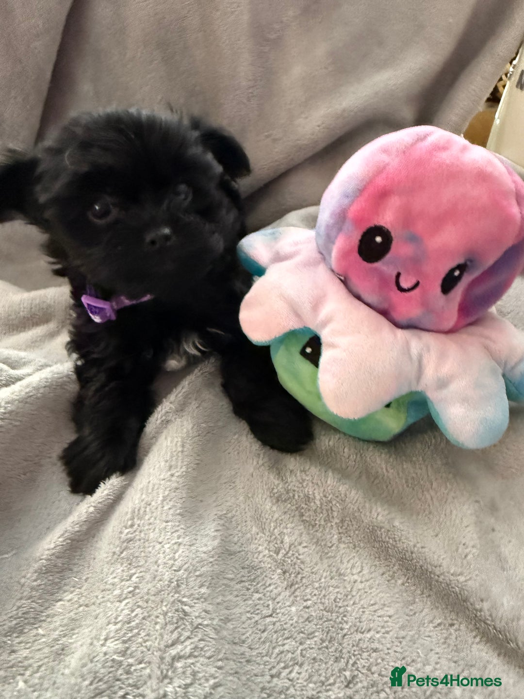 Yorkshire Terrier dogs for sale:  2 left Yorkshire terrier Black Biewer Ready To go - Image 3