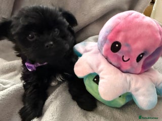 Yorkshire Terrier dogs - Advert 10