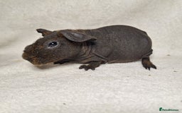 Guinea Pig rodents for sale: Skinny pig boys - Image 7