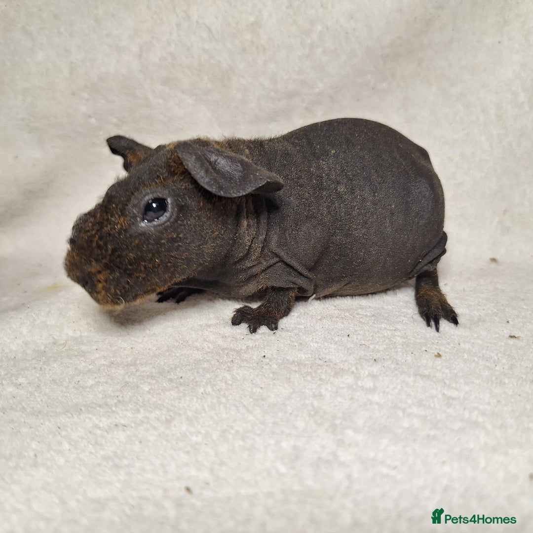 Guinea Pig rodents for sale: Skinny pig boys - Image 7