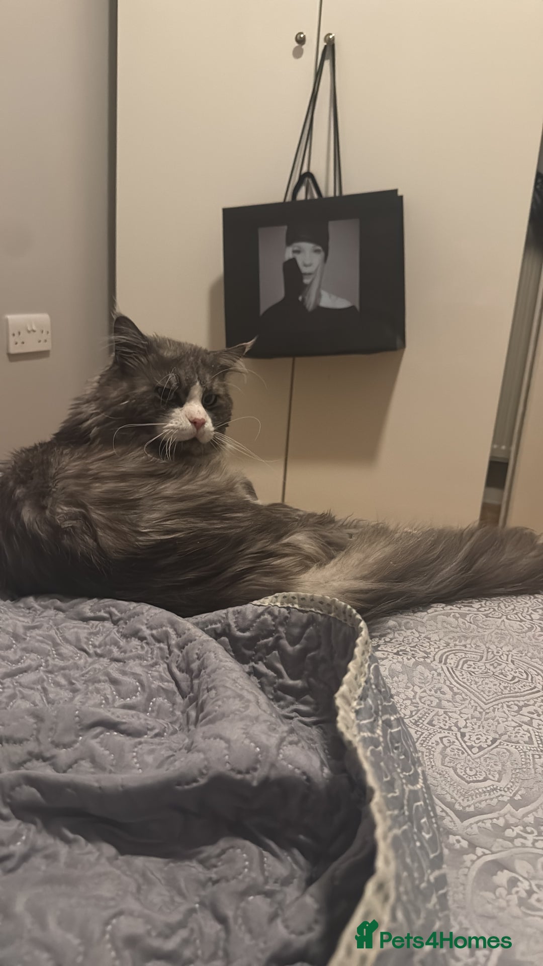 Maine Coon cats for sale: Beautiful Maine coon  - Image 2