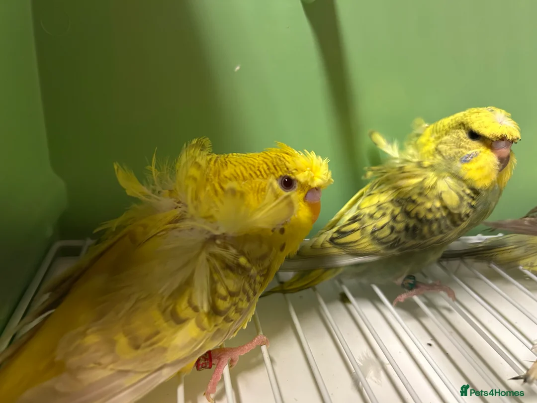Budgerigars birds for sale: Helicopter/Hagoromo budgies for sale, good health - Advert 15