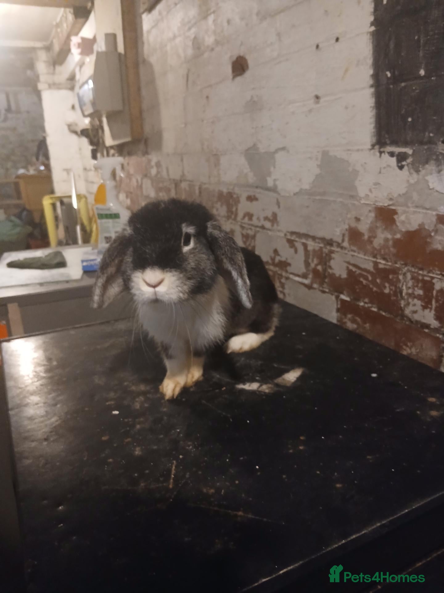 Mixed Breed rabbits Bunny - Advert 1