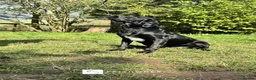 Springador dogs for sale: Tikka - FUlly Trained Pet Springador - Advert 3