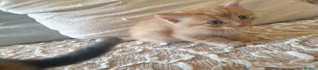 Mixed Breed Kitten 1