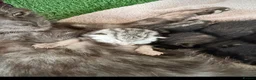 Mixed Breed cats for sale: Grey smoke tabby kitten  - Advert 2