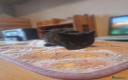 Mixed Breed cats for sale: Brown kitten avaliable.ready 16th August  - Image 26
