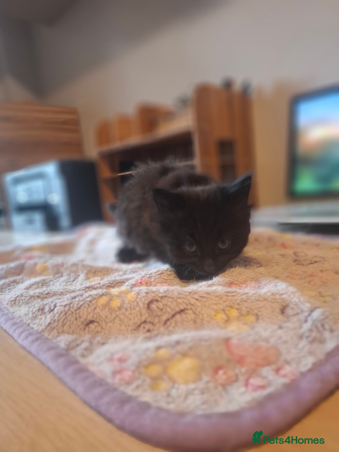 Mixed Breed cats for sale: Brown kitten avaliable.ready 16th August  - Image 26