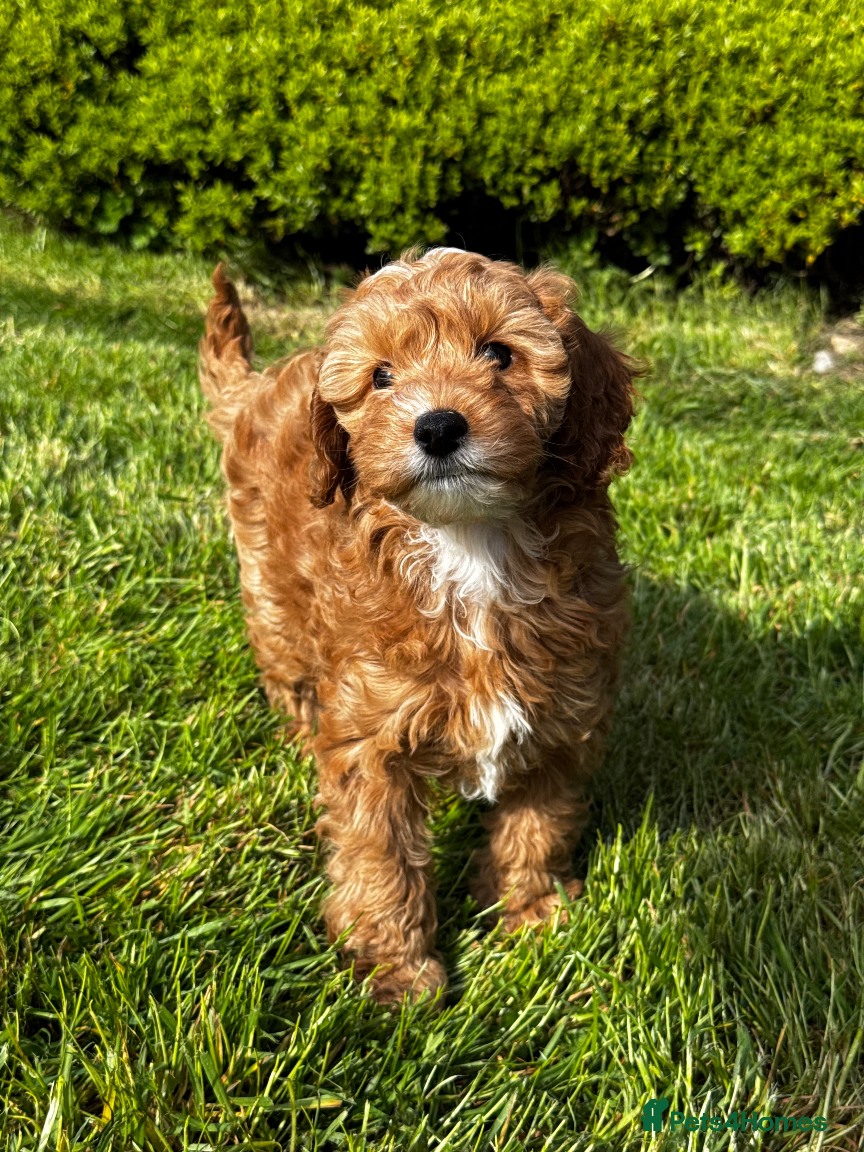 Cavapoo dogs Adorable Cavapoo pups *ready now* - Advert 2