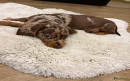 Dachshund dogs for sale: Miniature dacshund - Image 3