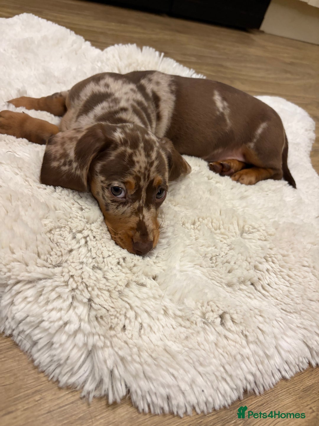 Dachshund dogs for sale: Miniature dacshund - Image 3