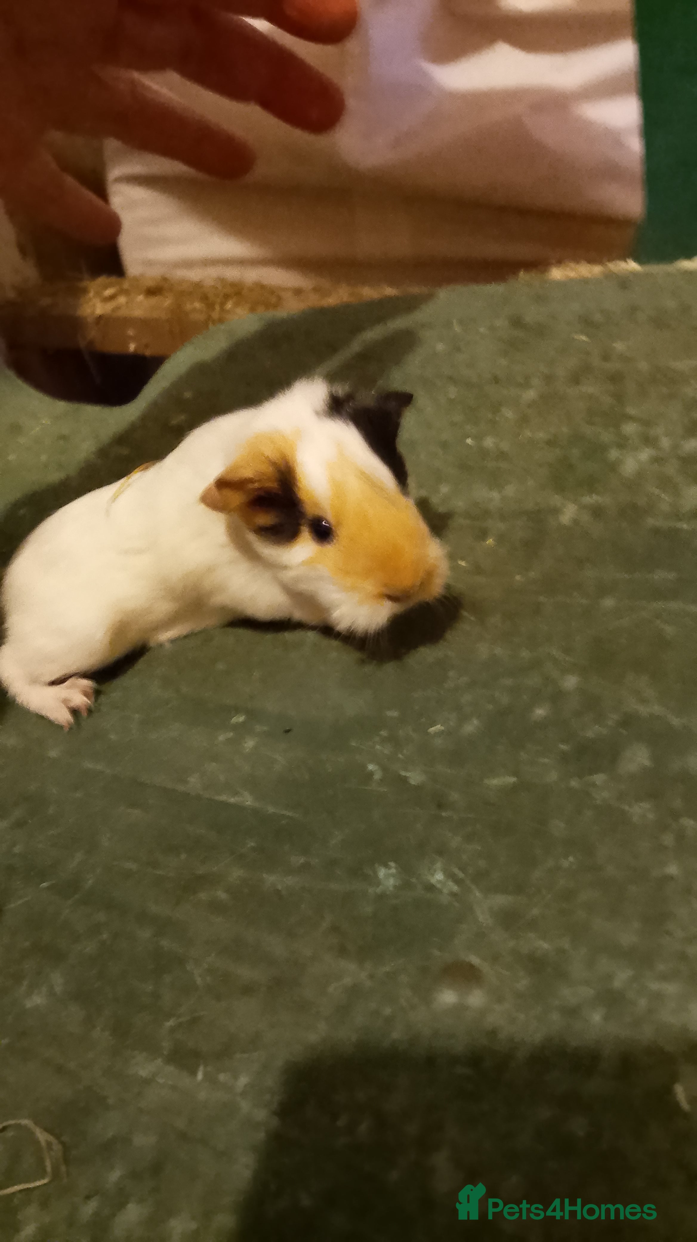 Guinea Pig rodents Free Tricolour sheltie boy - Advert 15