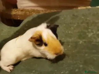 Guinea Pig rodents Free Tricolour sheltie boy - Advert 15