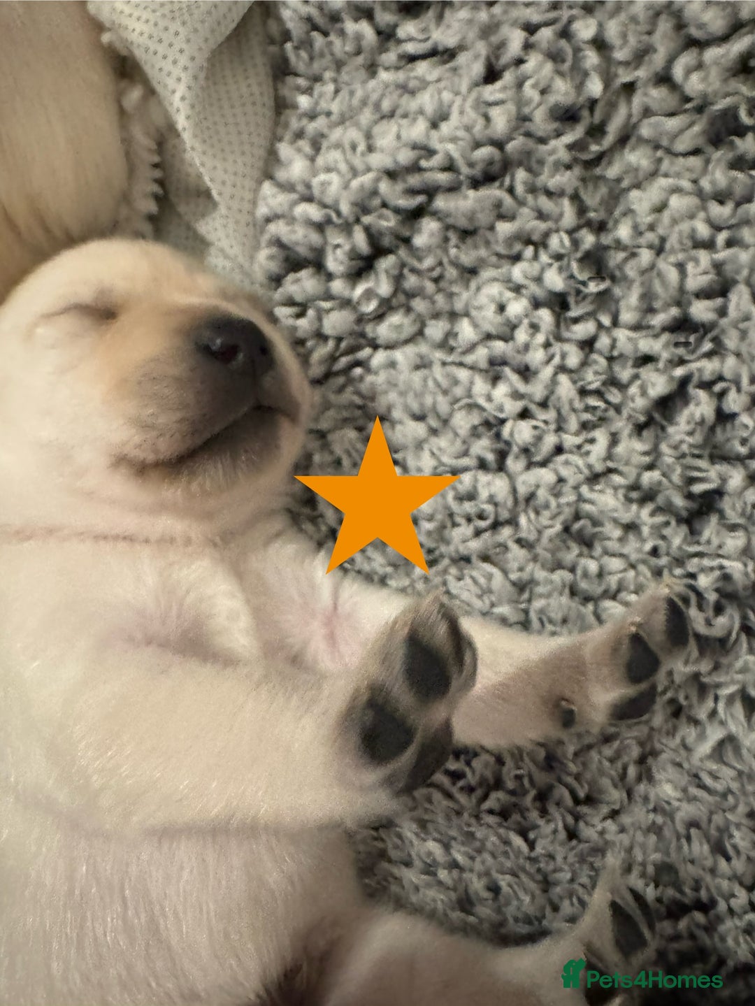 Labrador Retriever dogs for sale: Labrador Puppies – Licensed Breeder - Advert 23